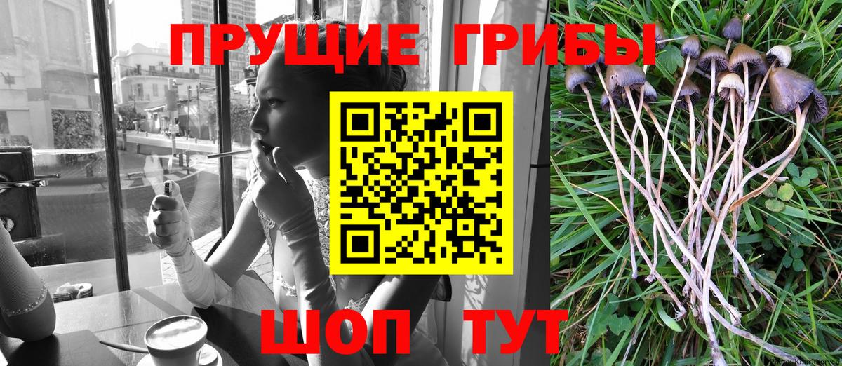 Галлюциногенные грибы Psilocybe Киреевск